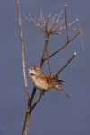Grasmus (Sylvia communis), Arkemheen